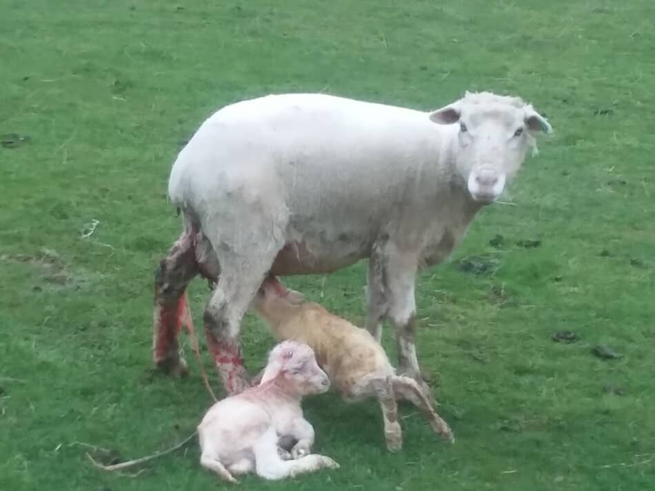 ewe with newborn twin lambs