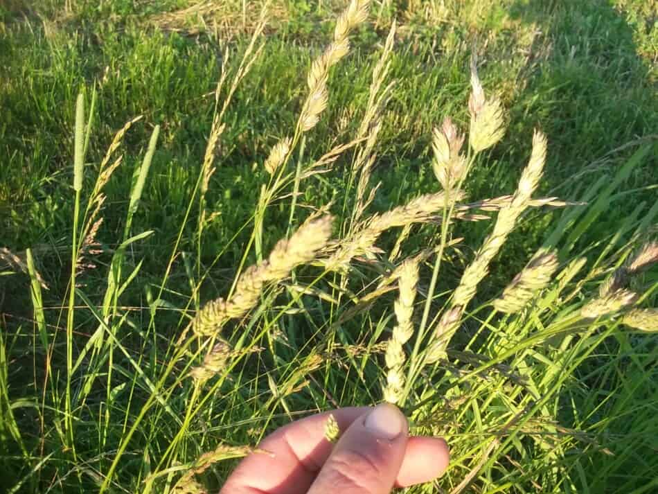 seed heads of standing orchard grass along the edge of a field