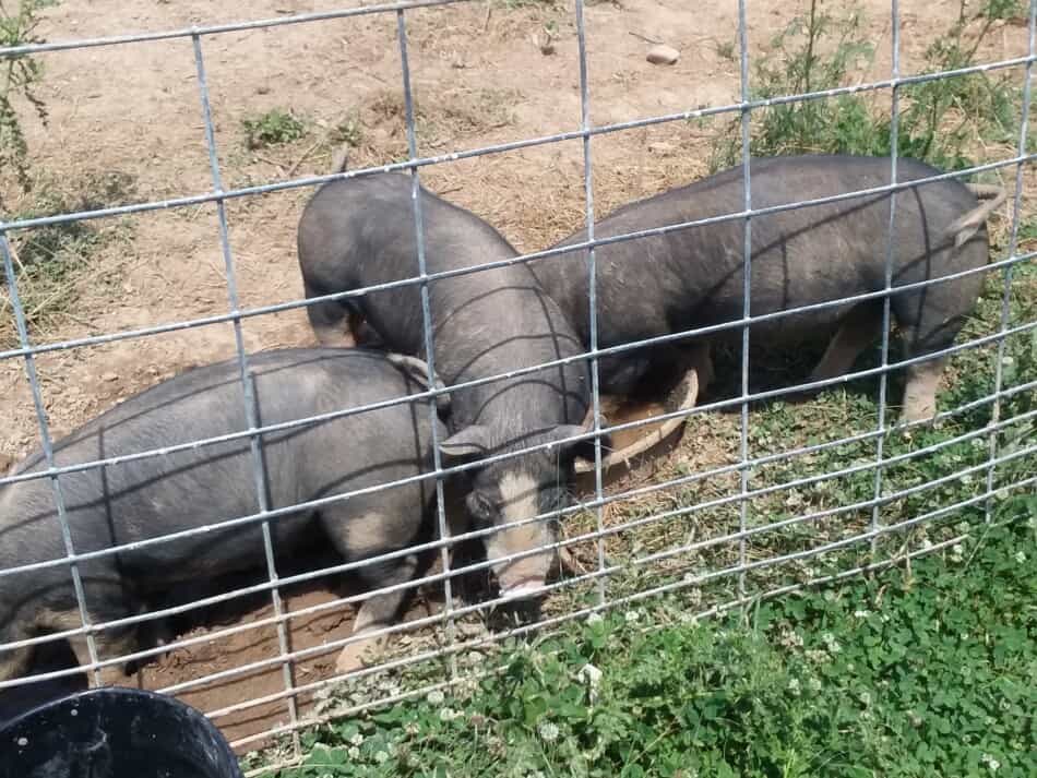 three Berkshire cross feeder pigs on pasture