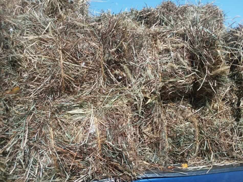 small square bales of hay on truck