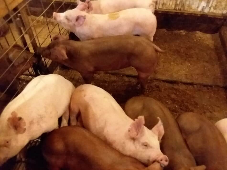 litter of red and white piglets for sale at auction