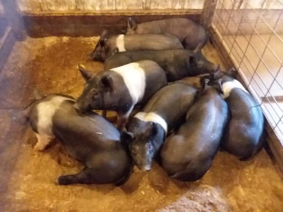 litter of Hampshire piglets for sale at auction