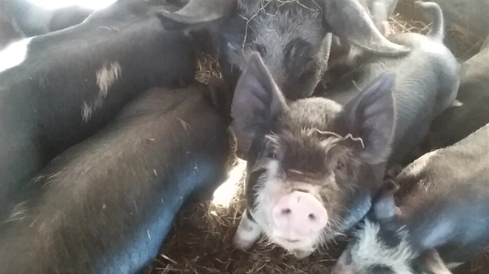 Berkshire cross pigs eating, one looking up at the camera