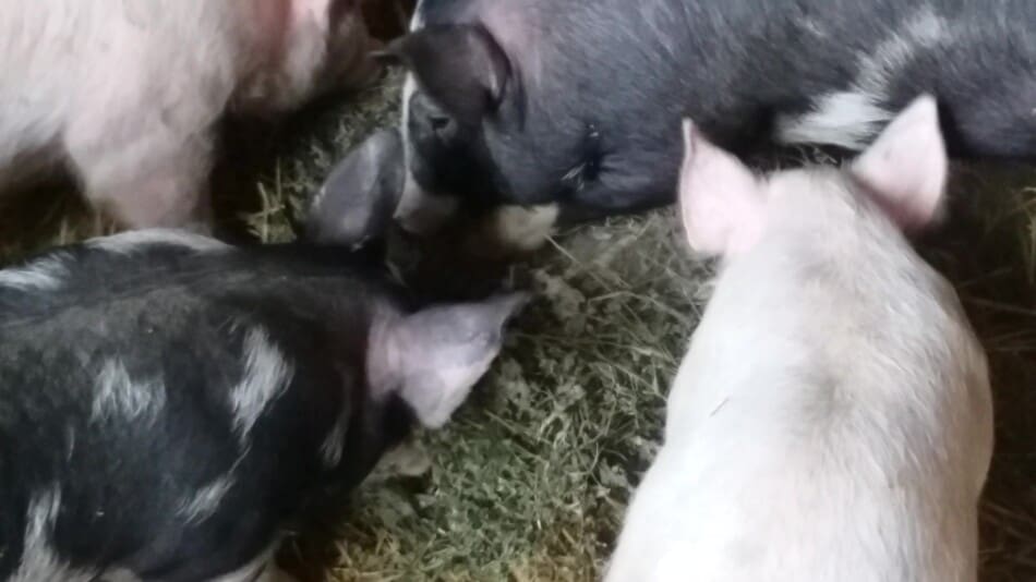 pigs eating hay