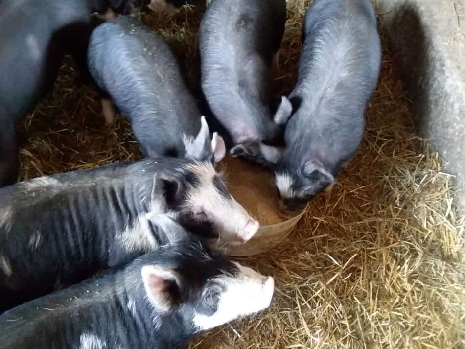 Berkshire cross feeder pigs eating out of a pan