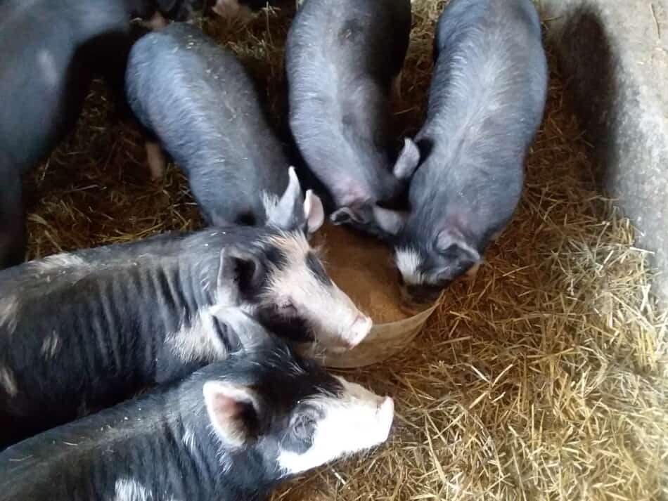 pigs eating out of a pan