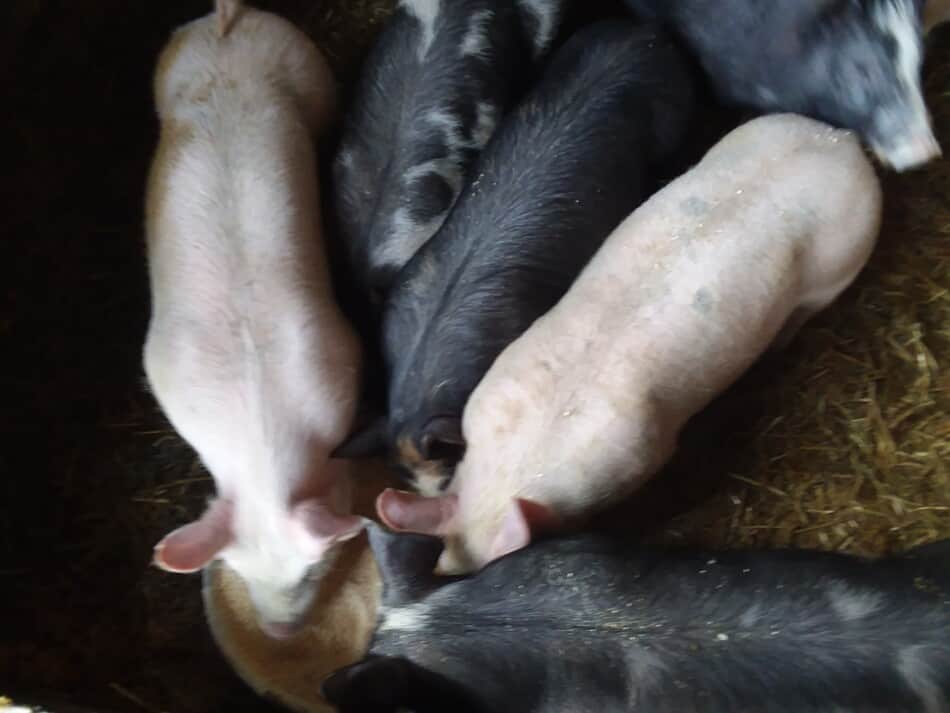 berkshire cross feeder pigs eating feed out of a pan