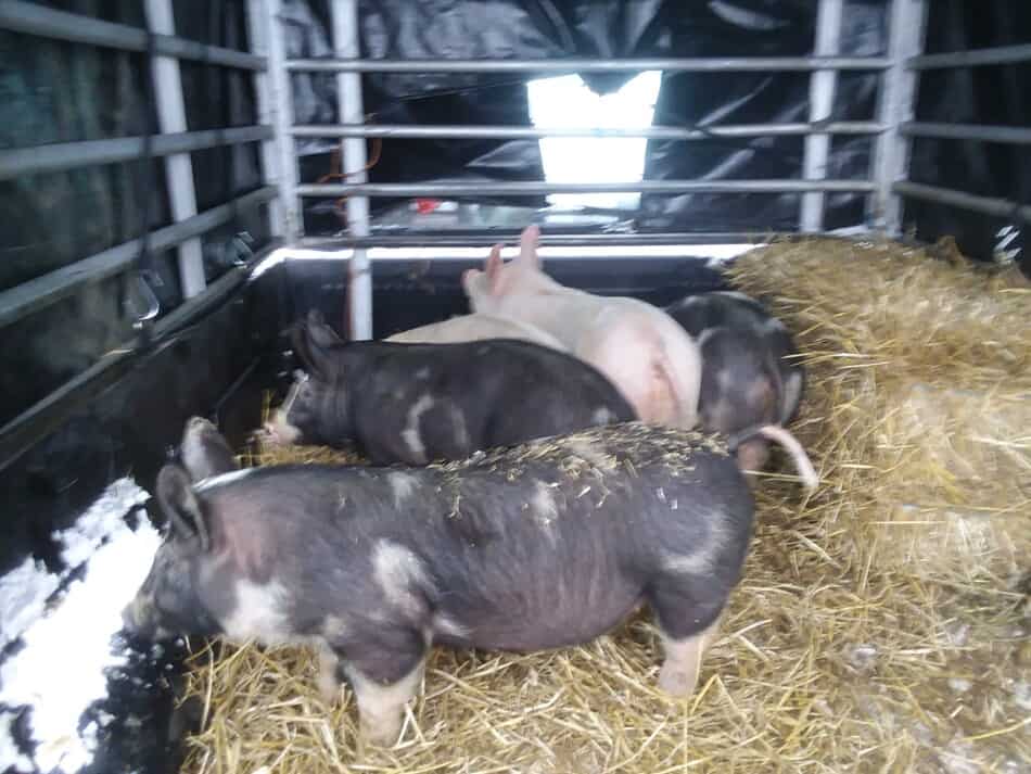 piglets in racks on truck