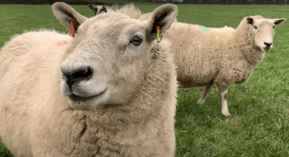 sheep on pasture