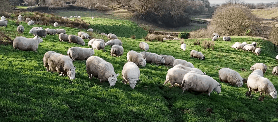 ewes grazing in Scotland, image from The Sheep Game (YouTube)