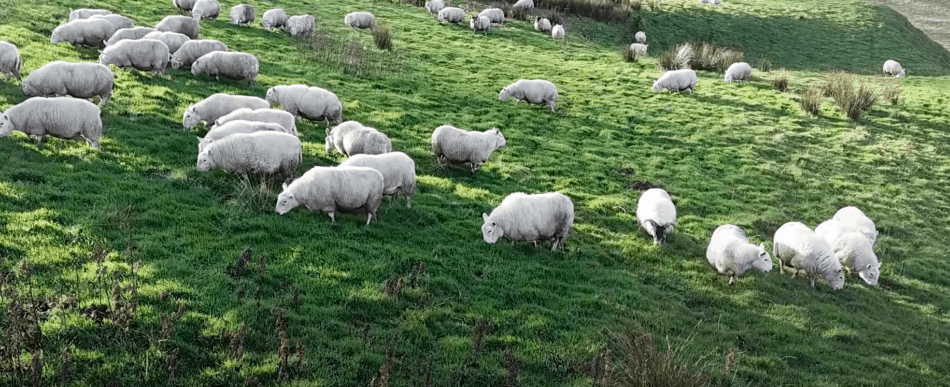 Cheviot mules grazing in Scotland, image from The Sheep Game (YouTube)