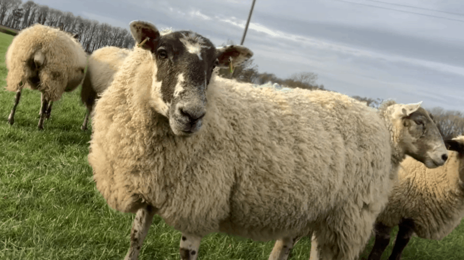 mule ewe on pasture in Scotland from The Sheep Game (YouTube)
