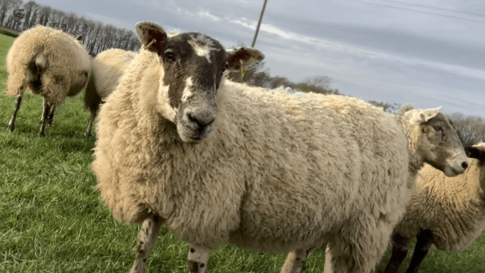 How Much Does It Cost To Feed A Sheep Family Farm Livestock