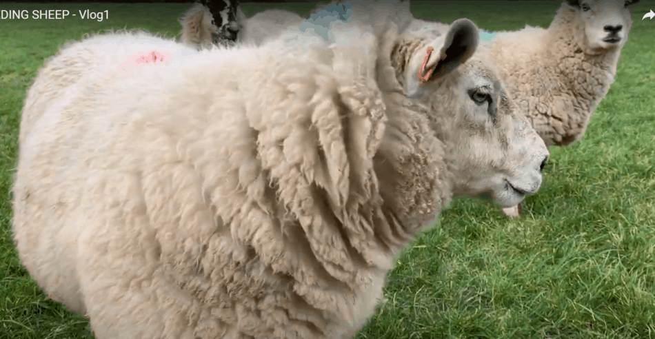 ewes on pasture looking off to the side