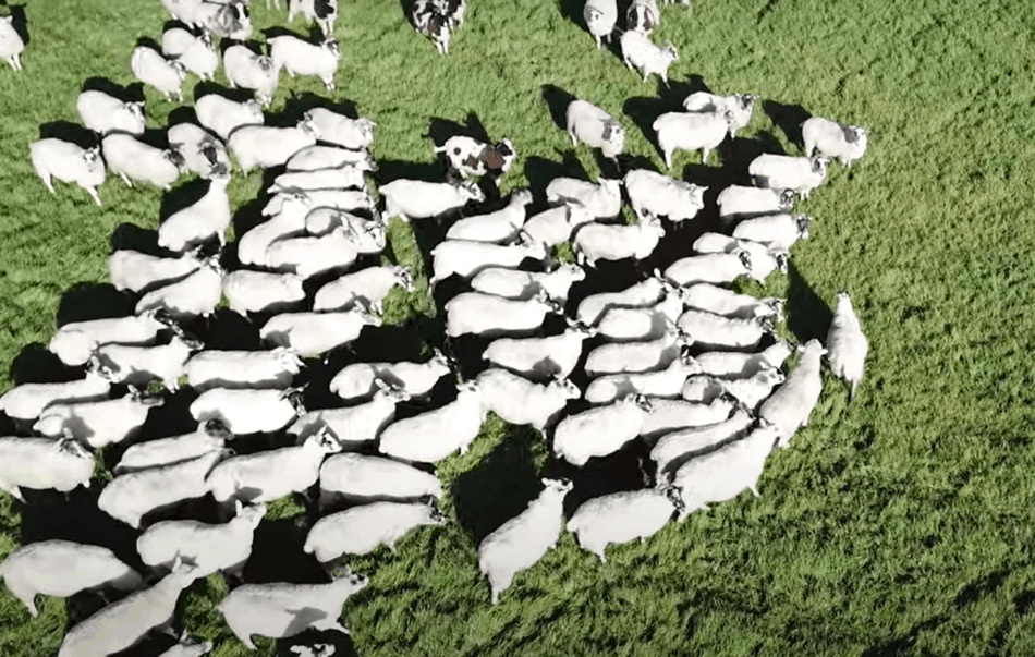 drone shot of sheep The Sheep Game (YouTube)