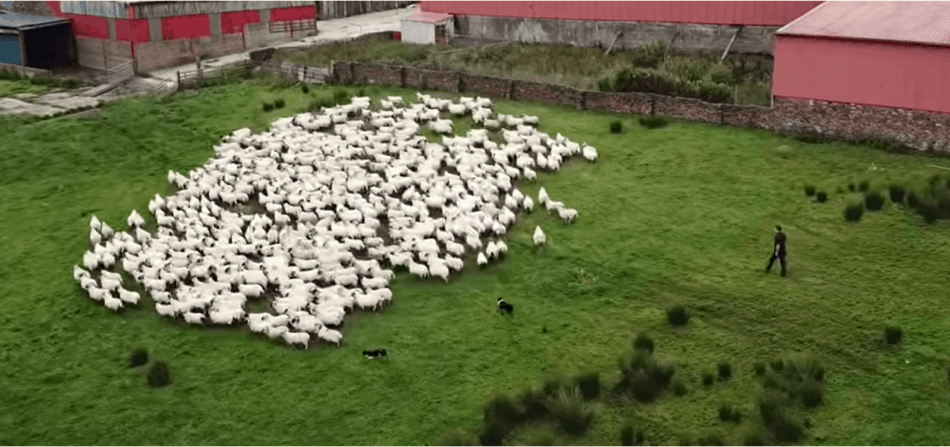 sheep being gathered to the barn, image from The Sheep Game (YouTube)