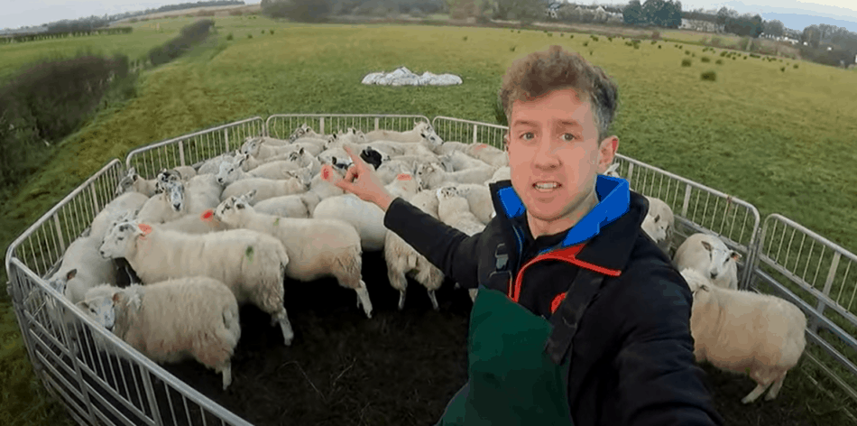 sheep in gathering pen to sell, a few cull ewes and  the rest are market lambs The Sheep Game (YouTube)