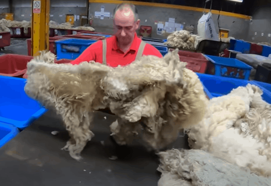 sorting fleeces at the wool buyer, The Sheep Game (YouTube)