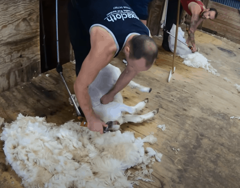 Sheep Shearing Equipment For Beginners Clippers And Blades Family Farm Livestock