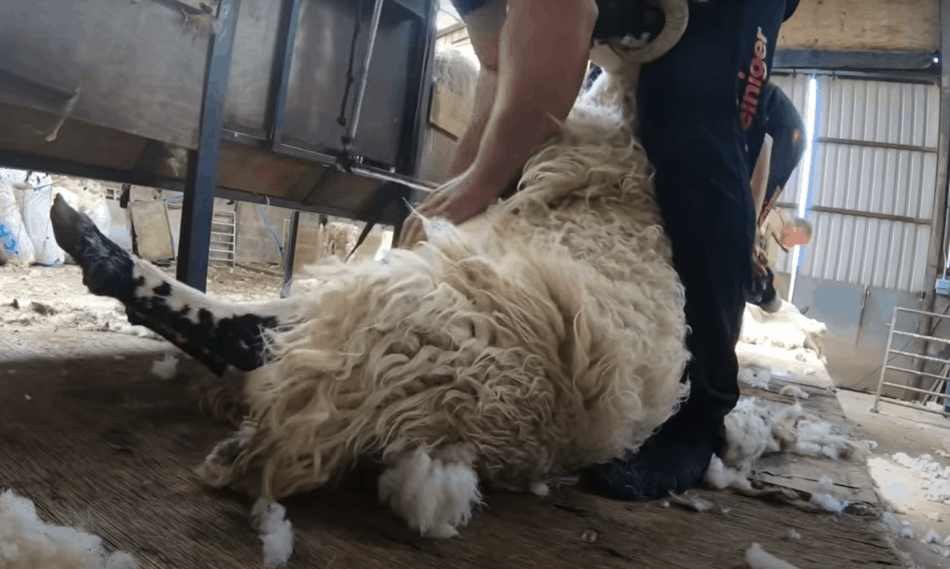 shearing a Scottish blackface ewe