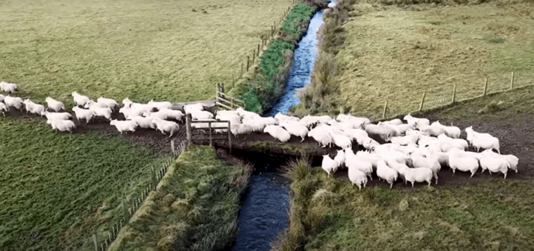 5 Reasons Why Sheep Follow Each Other