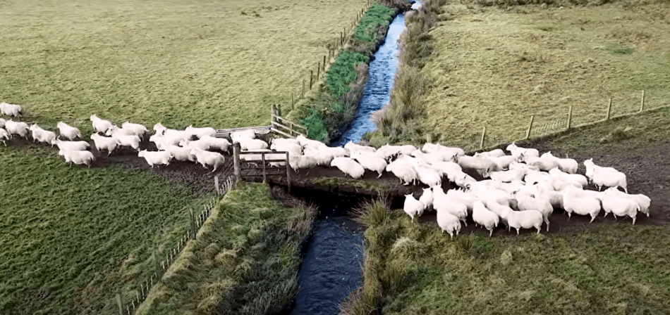 sheep crossing a wooden bridge in Scotland, image from The Sheep Game (YouTube)