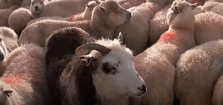 sheep in a gathering pen, image from The Sheep Game (YouTube)