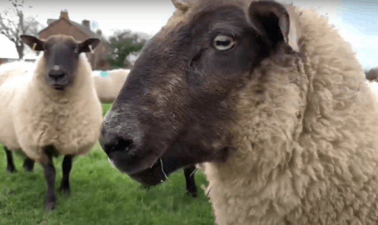 Sheep Keeping For Beginners