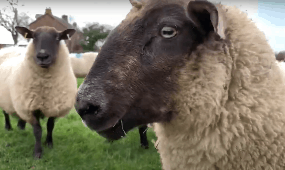 black faced sheep, Scotland, The Sheep Game (Youtube)