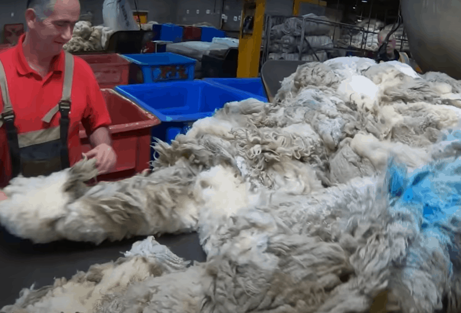 wool sorter at a Scotland wool buyer