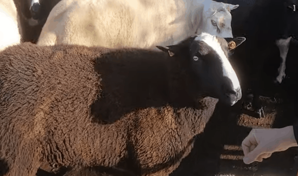 zwartbles ram being used as a teaser ram