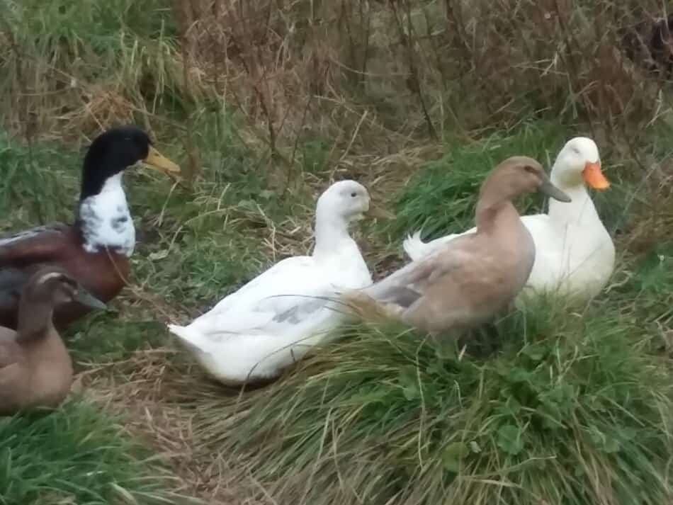 mixed breed ducks and one Pekin