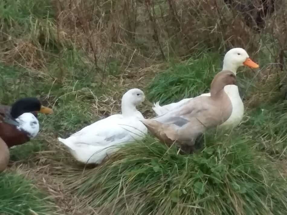 mixed breed ducks out in the grass