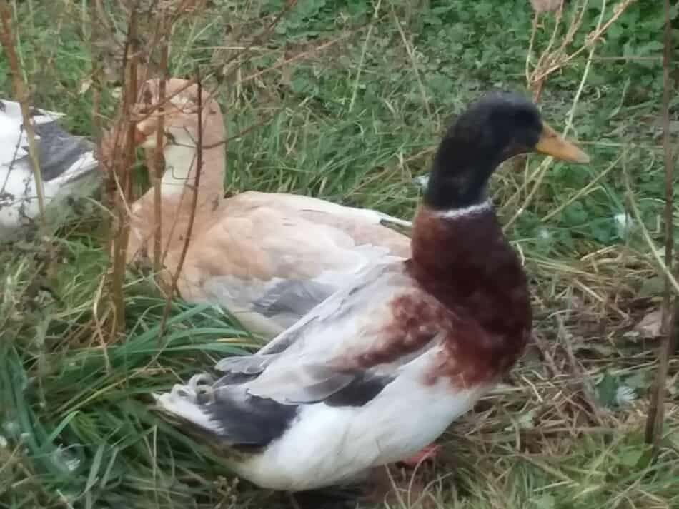 pair of Saxony ducks