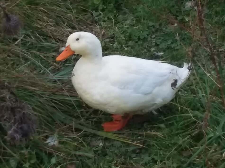 Pekin drake in the grass