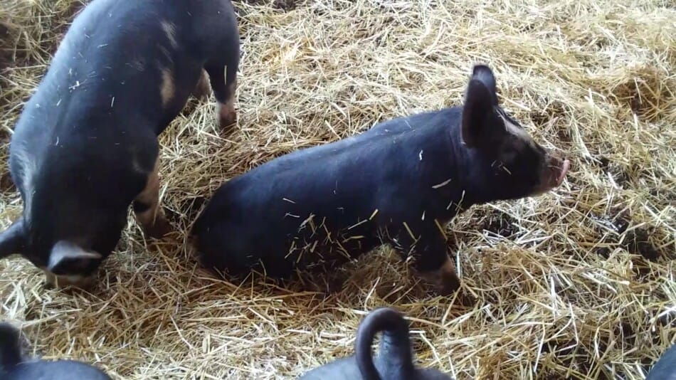 black pigs setting in straw