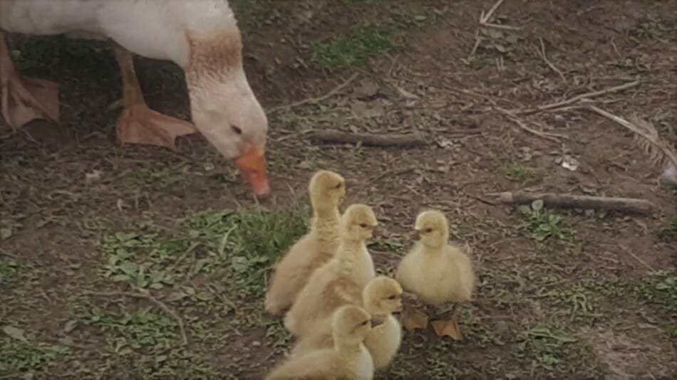 American Buff gander guarding 5 goslings