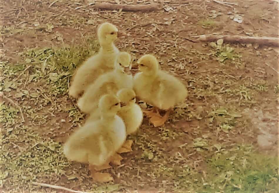 American Buff goslings