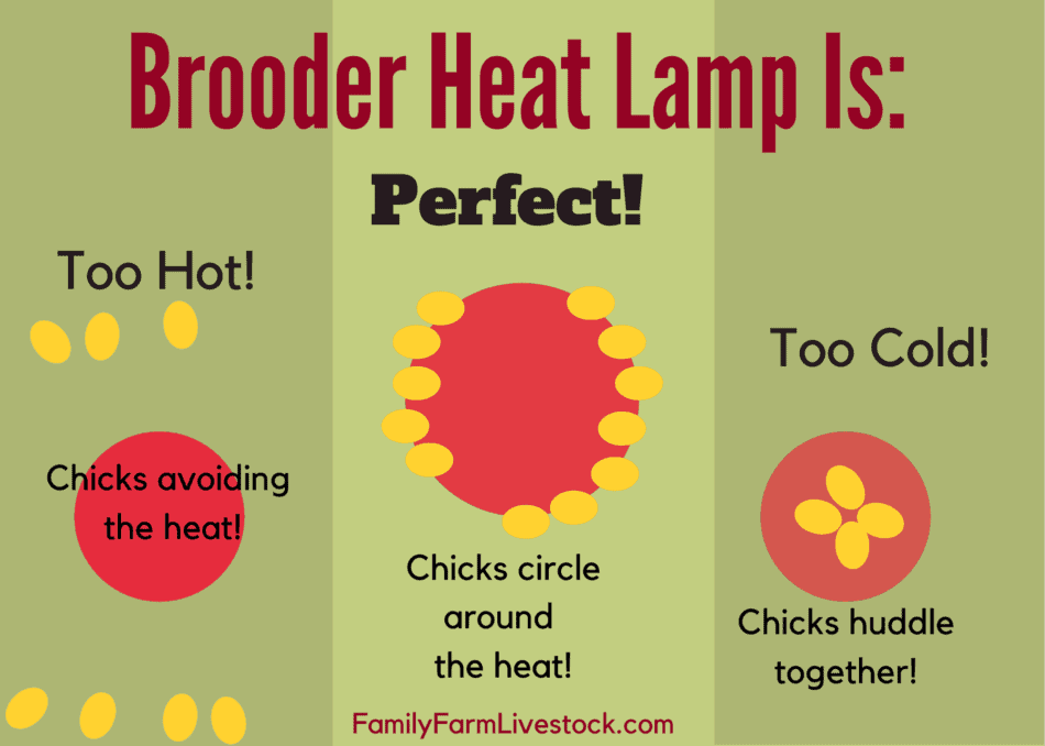 diagram showing chicks position around a heat source when heat is too hot, perfect and too cold