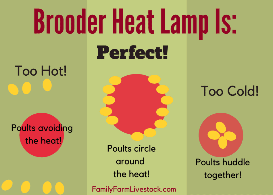 graphic showing poult position related to heat source