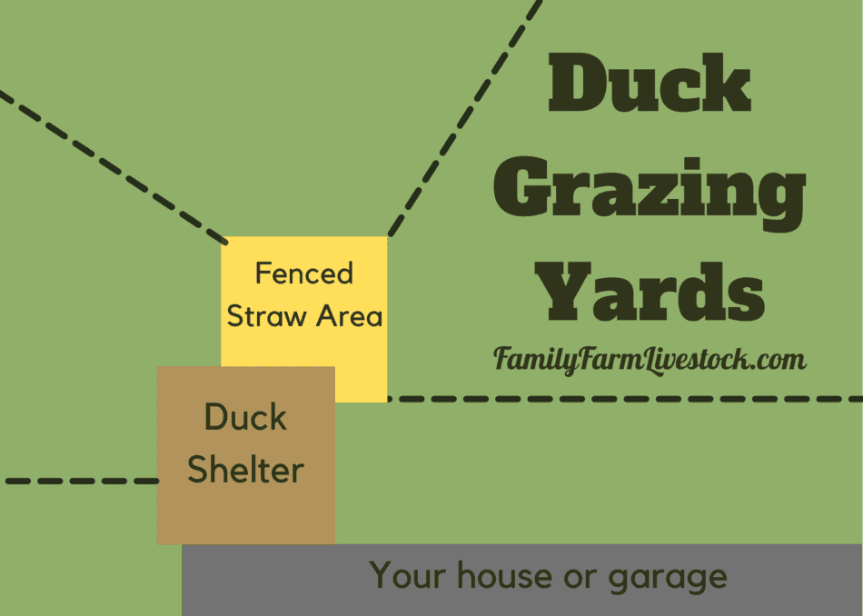 diagram showing dividing off your yard for duck grazing areas