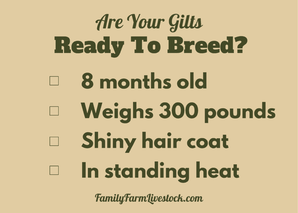 checklist of are your gilts ready to breed