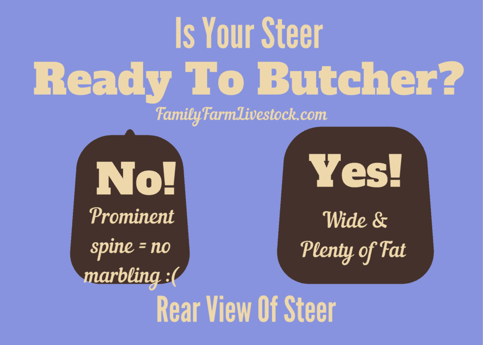 graphic showing rear view of finished vs not finished steer