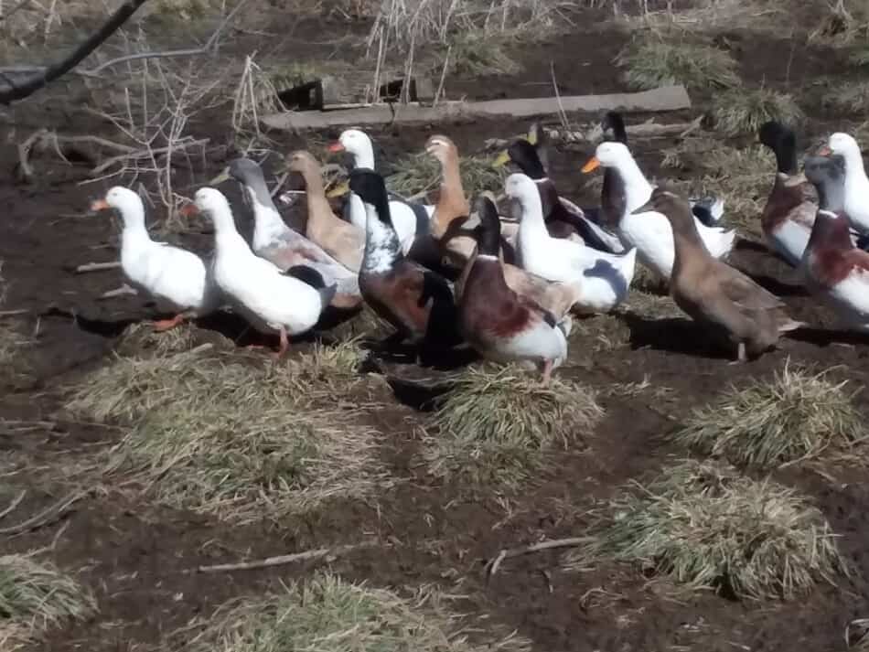 flock of ducks