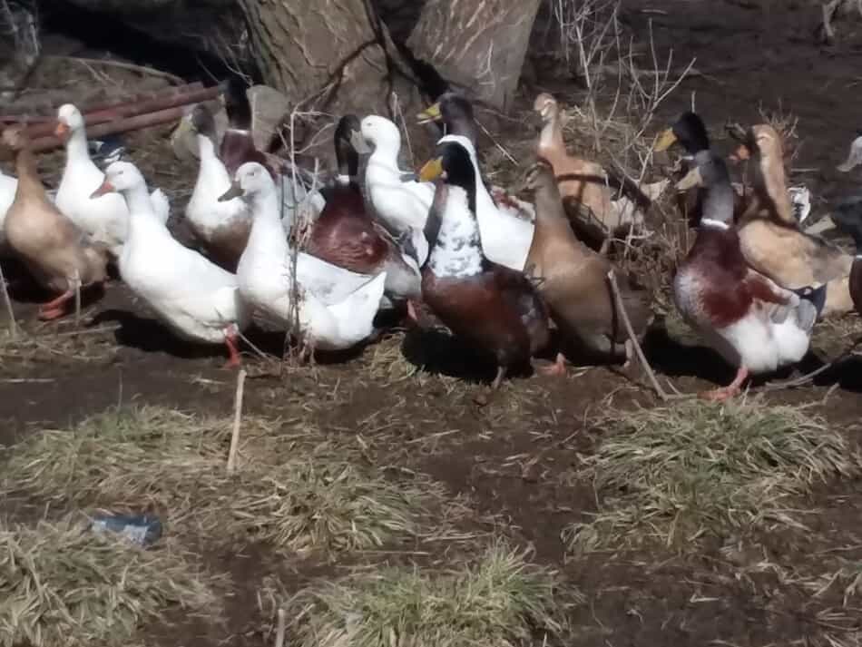 flock of domestic ducks, mixed breeds