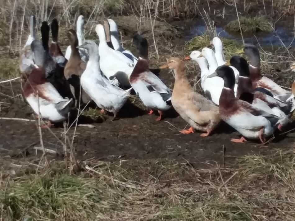 ducks walking around in a flock