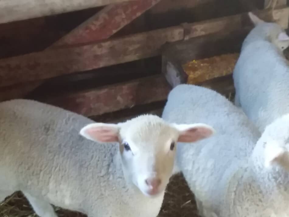 white faced lambs in creep area