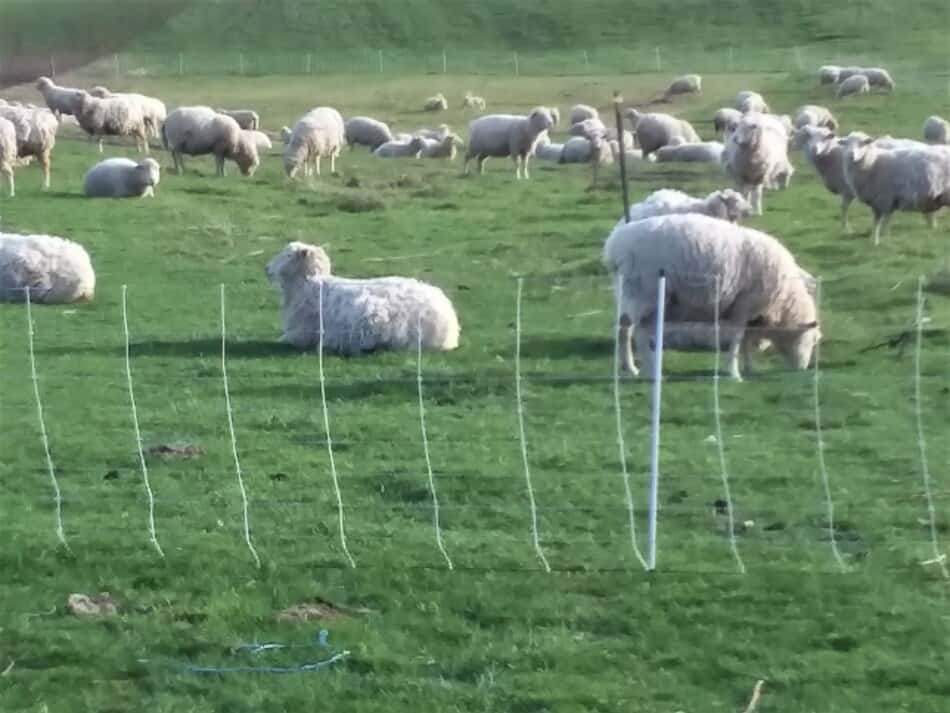 sheep grazing behind an electric netting fence line