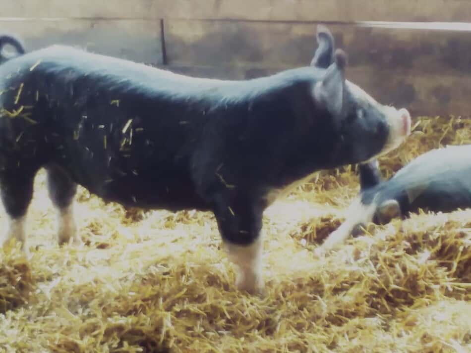 pig standing in straw