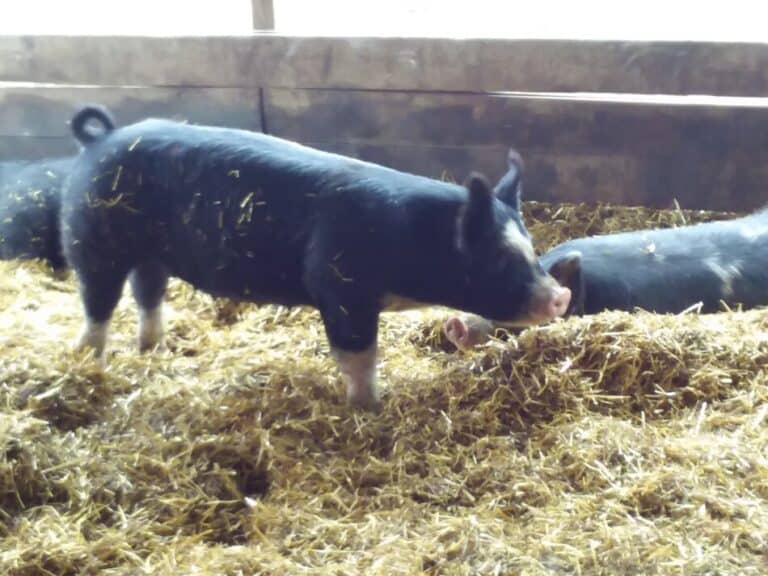 Best Pig Breeds For Bacon Lovers